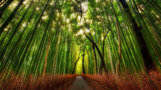 forest_bamboo_path_trey_ratcliff_3840x2160.jpg