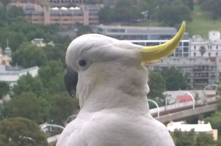 cocky head02.jpg