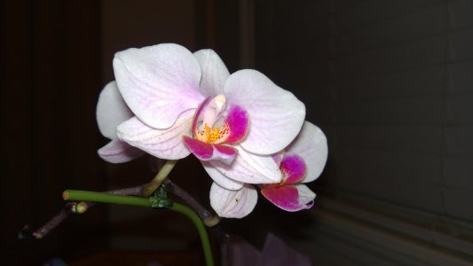 Lumia 928 close-up mode flash on.jpg