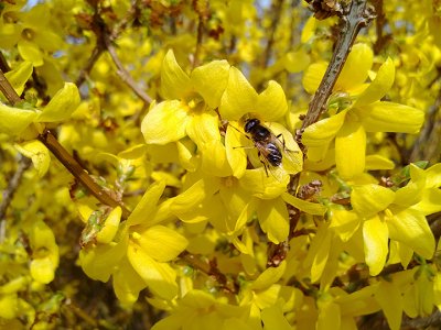 Bee 2.jpg