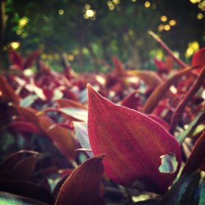 crimson-leaves.jpg