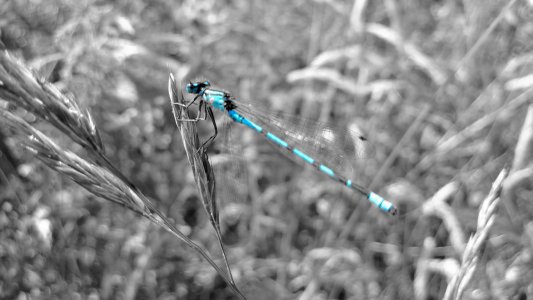 AbstractKiller - Dragonfly with ColourPop, Nottinghamshire - Lumia 920.jpg