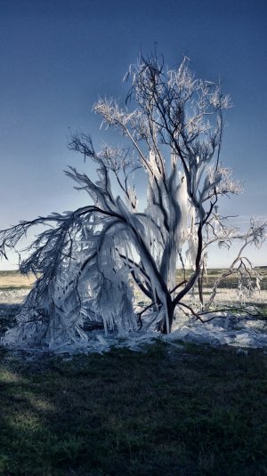 Frost tree.jpg
