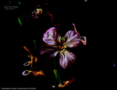 stock-photo-flower-of-darkness-133325467.jpg