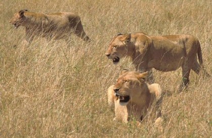 lions on the hunt.jpg