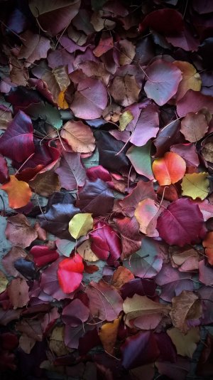 Autumn Leaves.jpg
