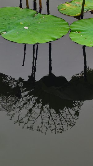 Lotus.jpg
