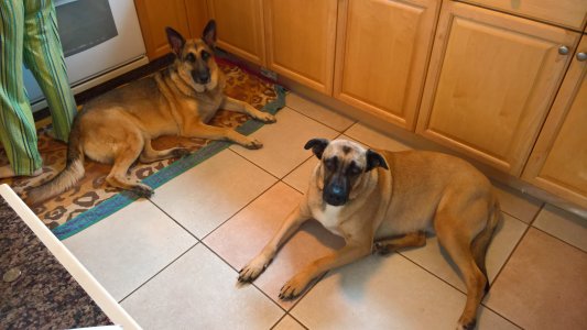 dogs.jpg
