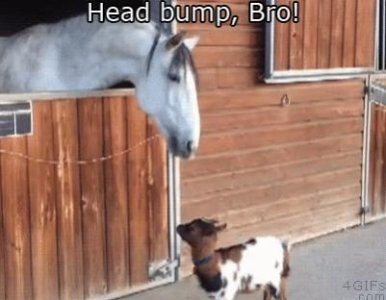 funny-gif-baby-goat-head-bump-horse.jpg