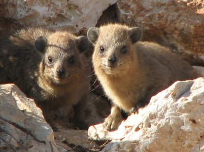 hyrax-mammal-arik-kershenbaum.jpg