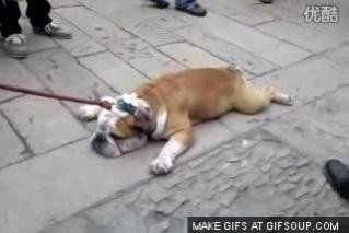 lazy-bulldog-o.jpg