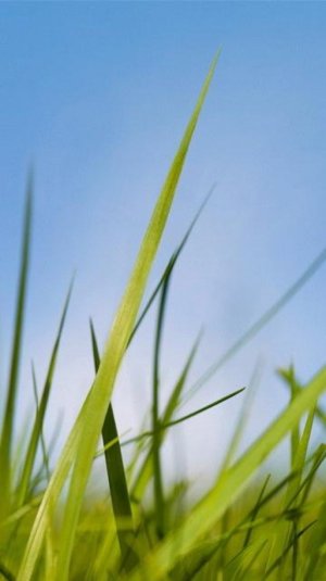 grass-wallpaper.jpg