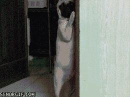 animated-gif-pug-peeking-around-corner.jpg