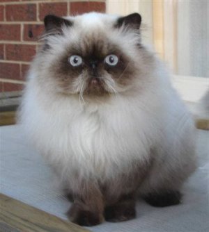 himalayan-persian-cat.jpg