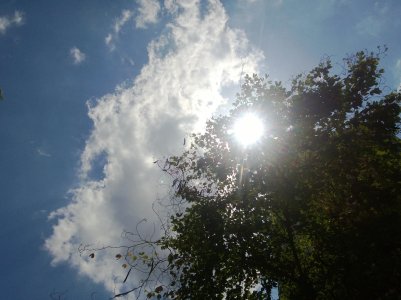 Sunlight Through Trees.jpg