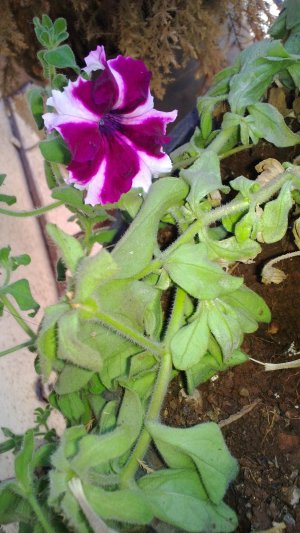 WP_20130329_010.jpg