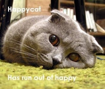 cats_05.jpg