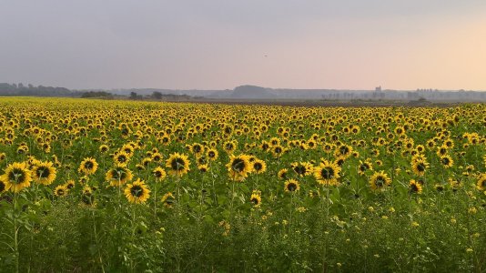 WP_20161025_15_49_39_Pro.jpg
