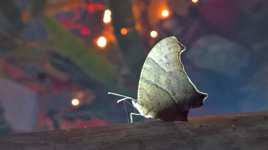 WP_20161107_05_45_55_Pro.jpg