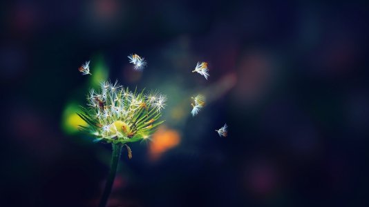 784400-dandelion-wallpaper.jpg