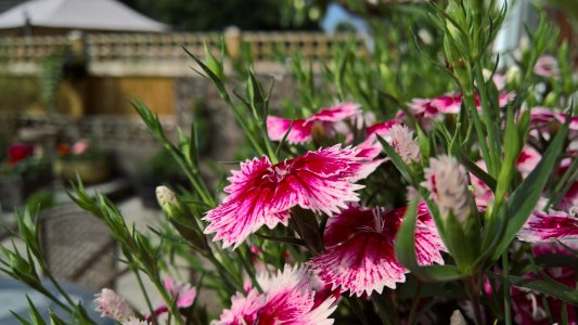 WP_20160609_09_35_00_Pro.jpg
