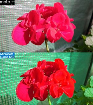 Flower Macro, Full sun.jpg