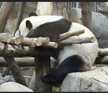 sleeping panda.jpg sleeping panda.jpg