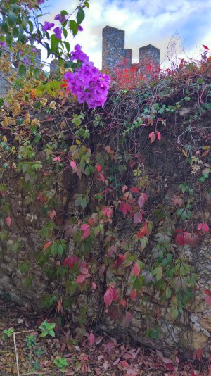 WP_20171104_12_18_31_Rich.jpg