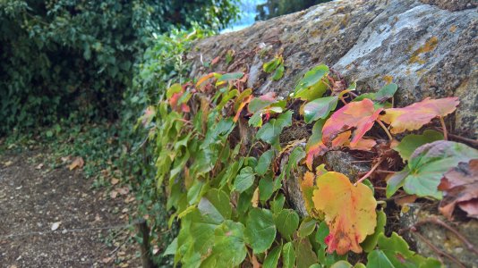WP_20171104_12_20_21_Rich.jpg
