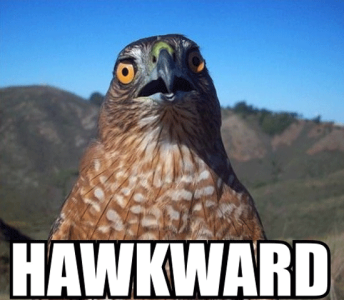 funny-shocked-surprised-bird-hawk-hawkward-pics.png