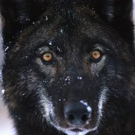 BigbyWolf7