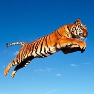 Flying tiger