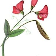 Sk Julfikar Rahaman