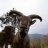 wayne@angrygoat