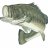 bassfisher6522